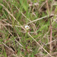 Sisyrinchium micranthum Cav.